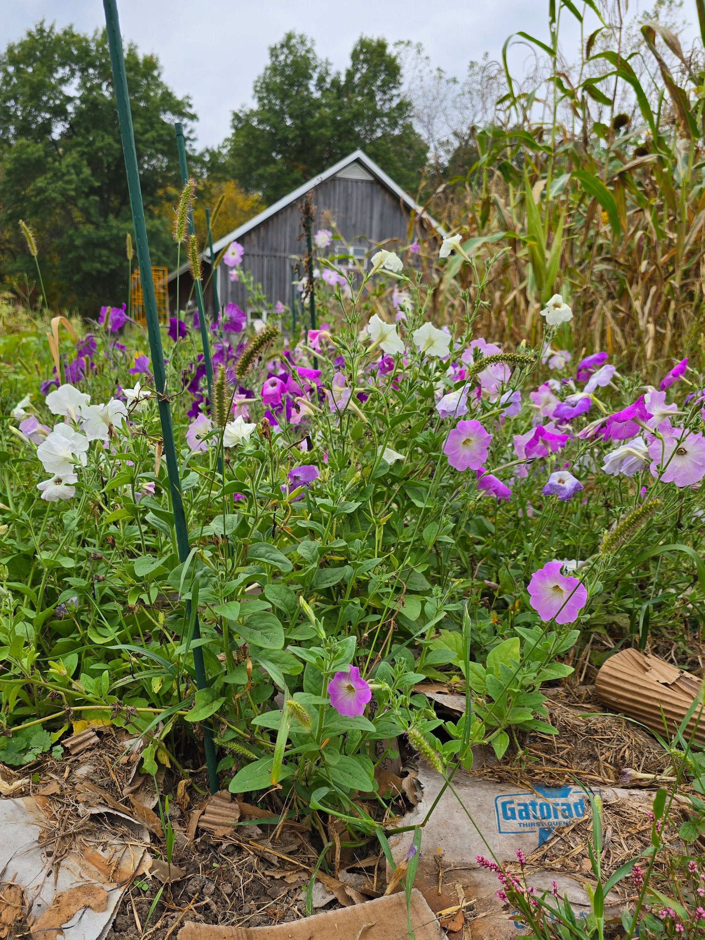 Floral garden with purple and white flowers in a natural setting