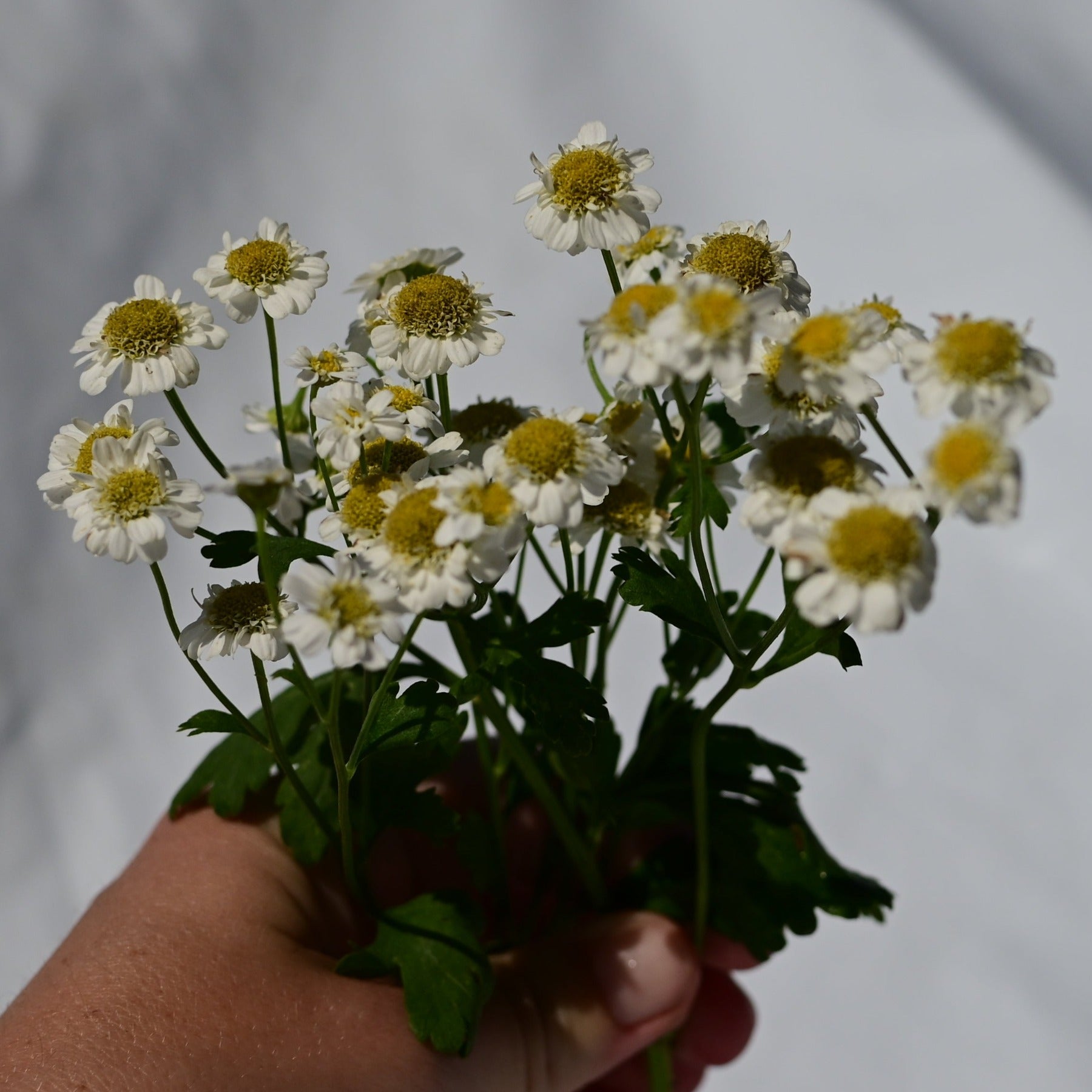 A group of magic single matricaria, also known as feverfew, blooms held in a hand against a white background