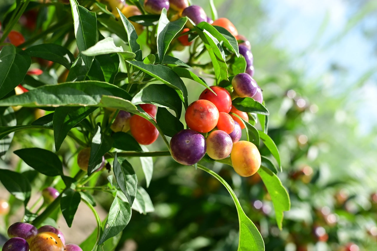 Marbles Decorative Hot Pepper - Organic