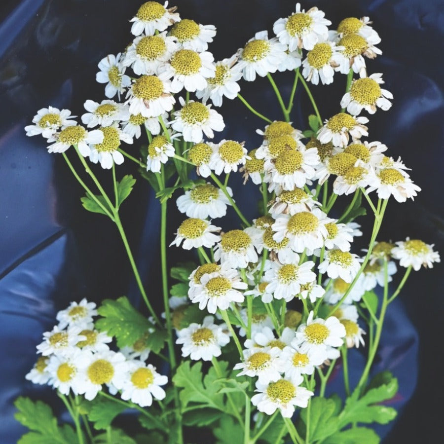 A branch of magic single matricaria blooms, also known as feverfew, against a black background