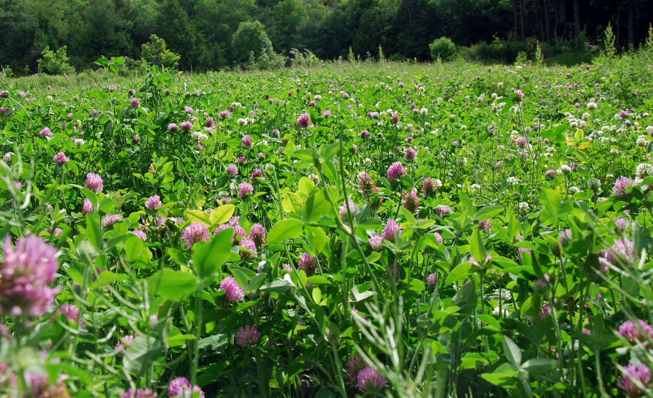 Medium Red Clover Organic Perennial Cover Crop