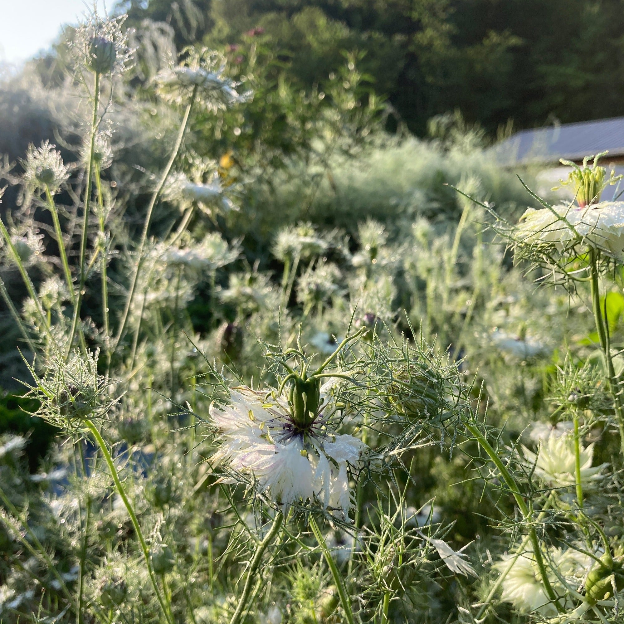 Miss Jekyll White Love-in-a-Mist Nigella Flowers in the morning dew in the garden