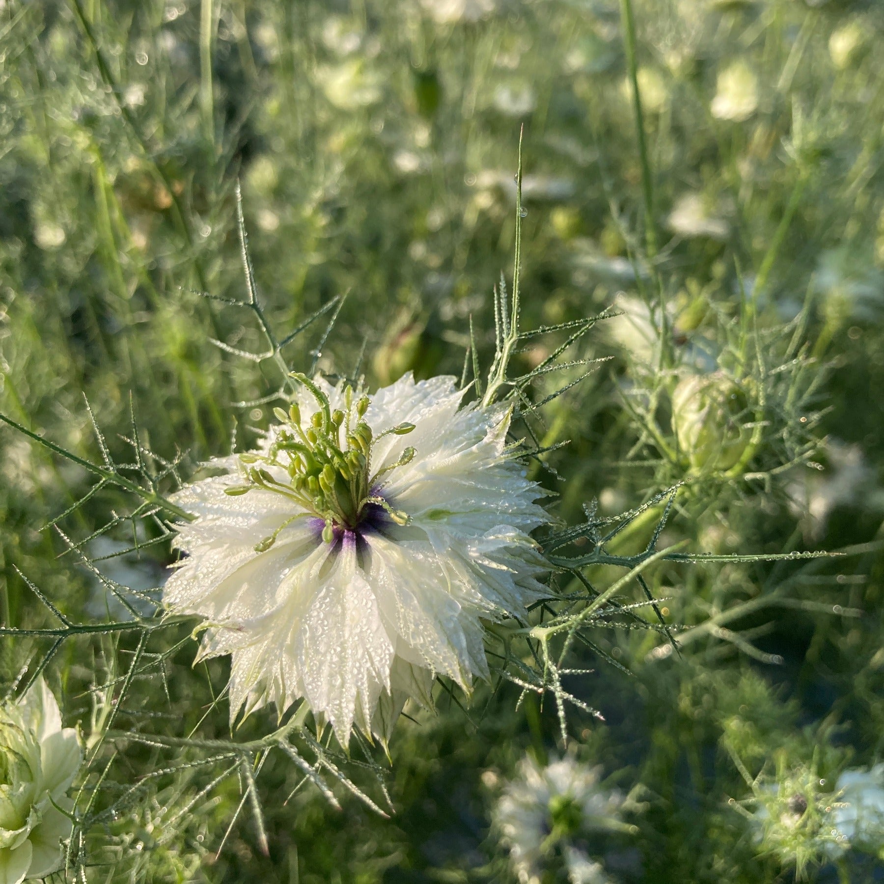A dew covered nigella flower, also known as love-in-a-mist in a patch of nigella in the garden