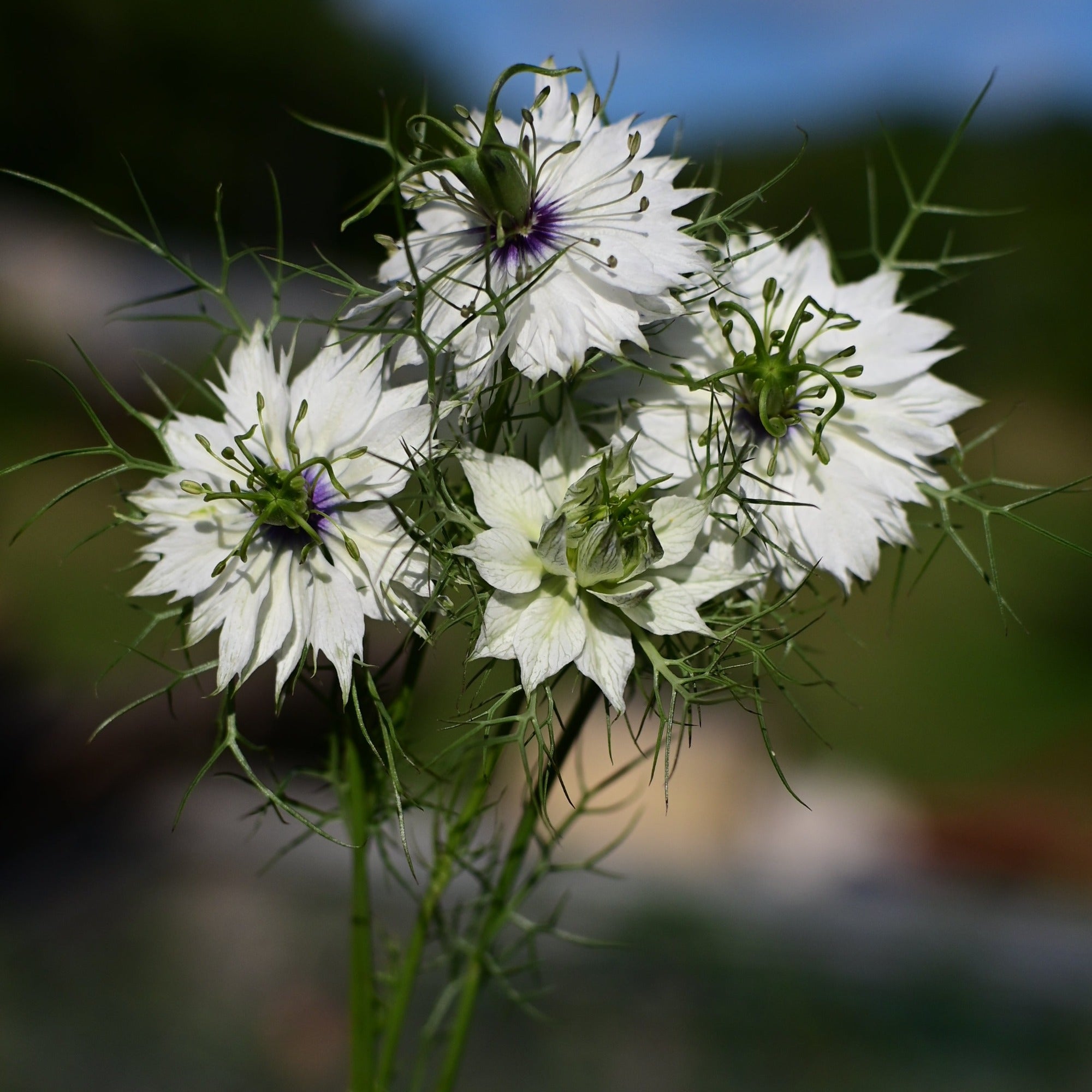 A group of love-in-a-mist flowers, also known as nigella, held up against a blurry garden backgroudn
