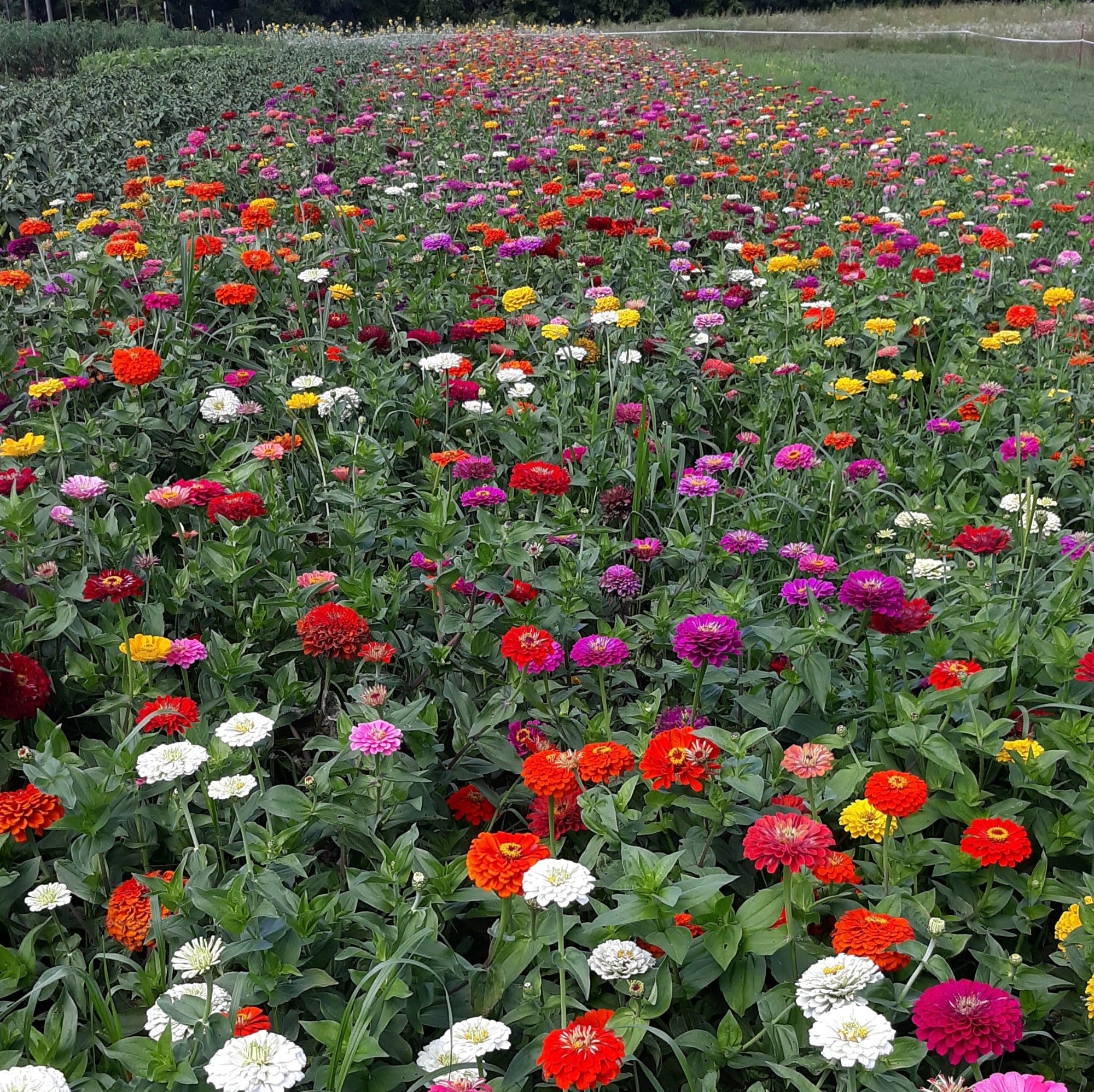 A field of Mississippi Blend Zinnia blooms with purple, white, red, pink, yellow, and coral flower colors
