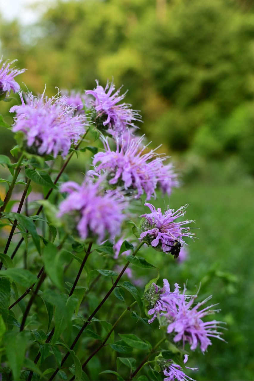 Bee Balm Native Prairie Forb - Organic
