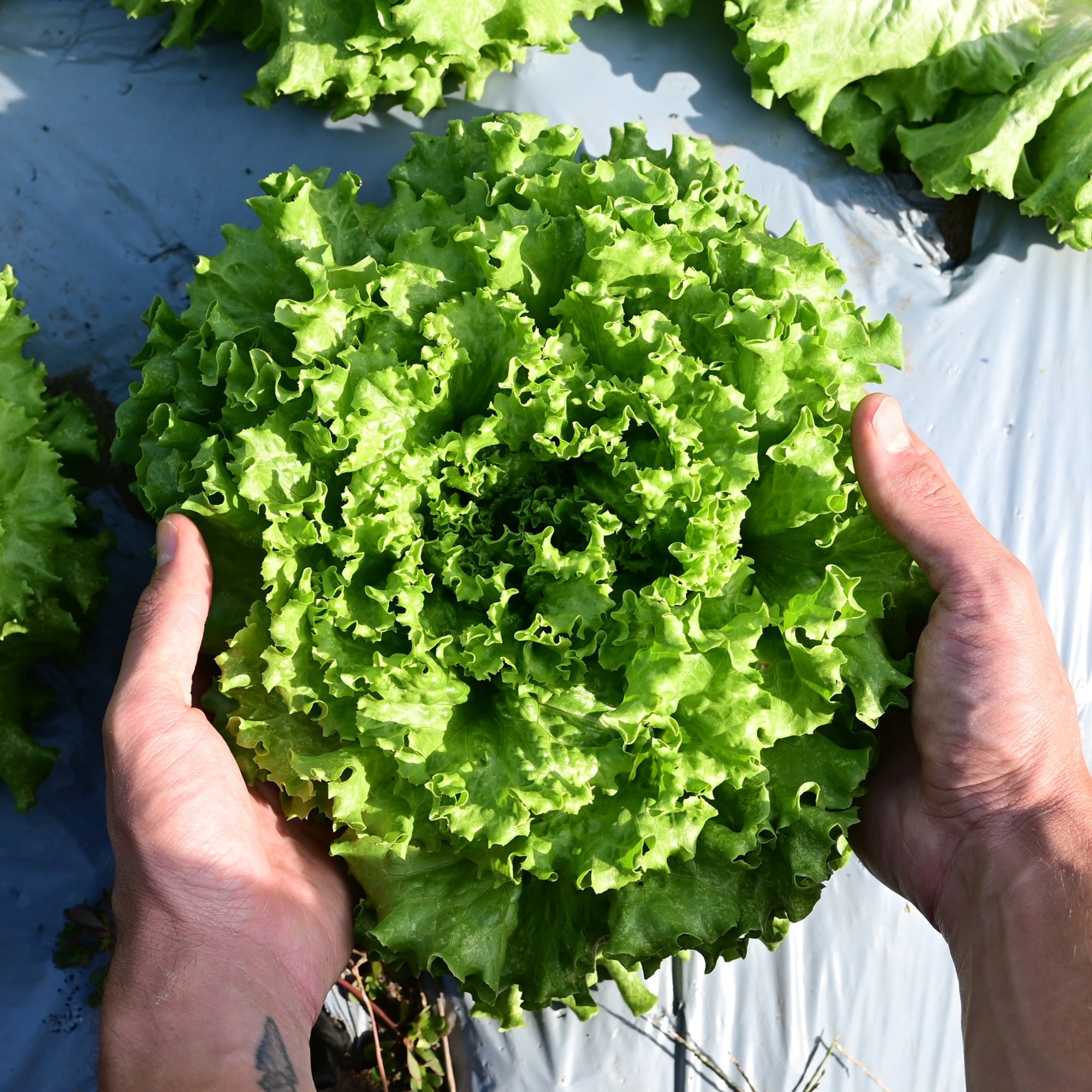 A head of muir green leaf lettuce in the garden against a white mulch background held by two hands