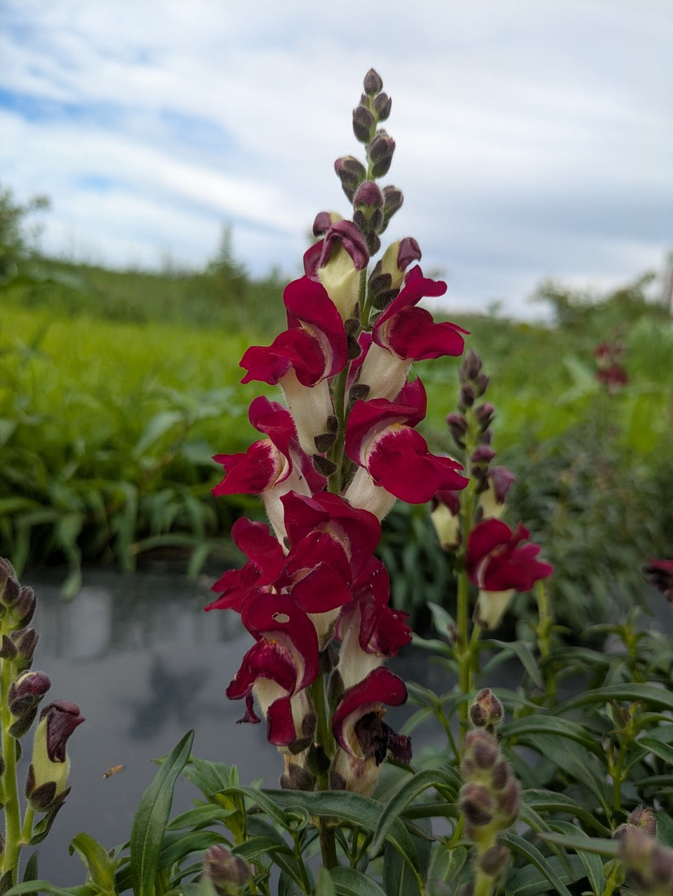 Night and Day Snapdragon - Organic