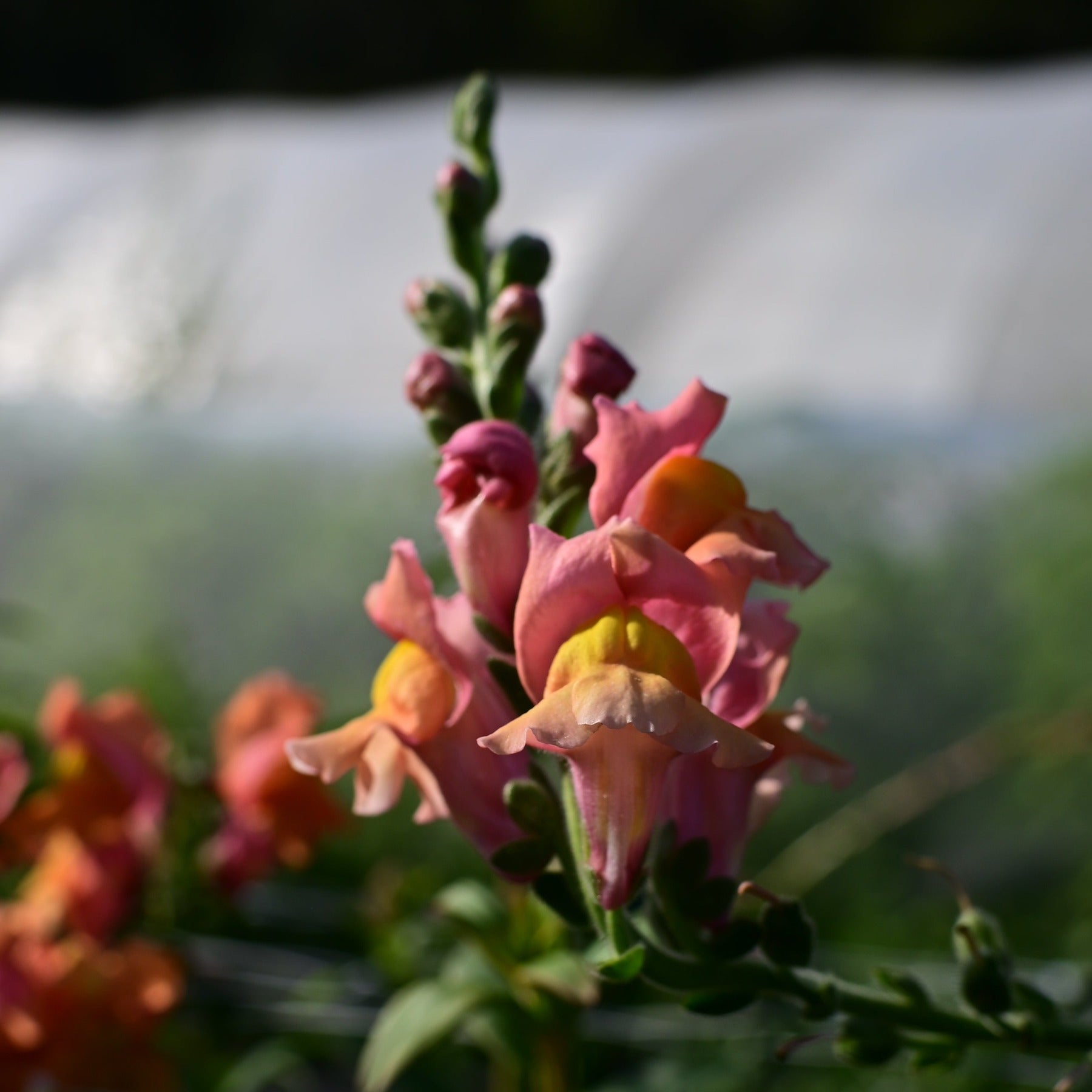 Orange wonder snapdragon blooms with a greenhouse in the background