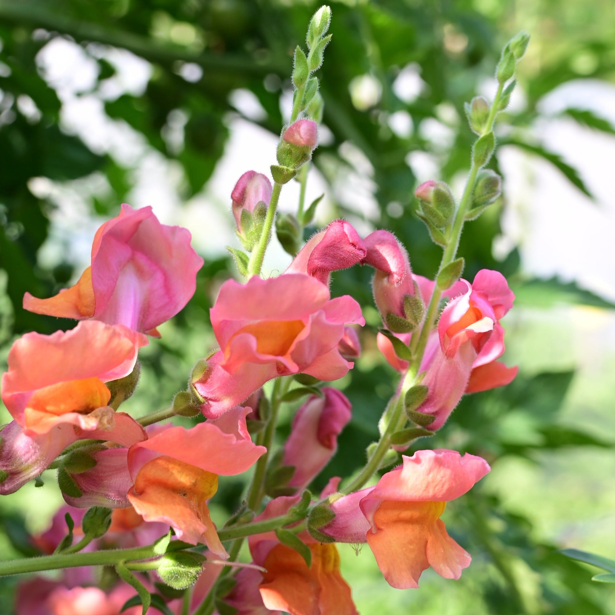 A group of orange wonder snapdragon blooms in the foreground with green garden blurred out in the background