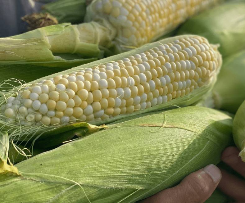 Honey Badger Bicolor Sweet Corn - Organic