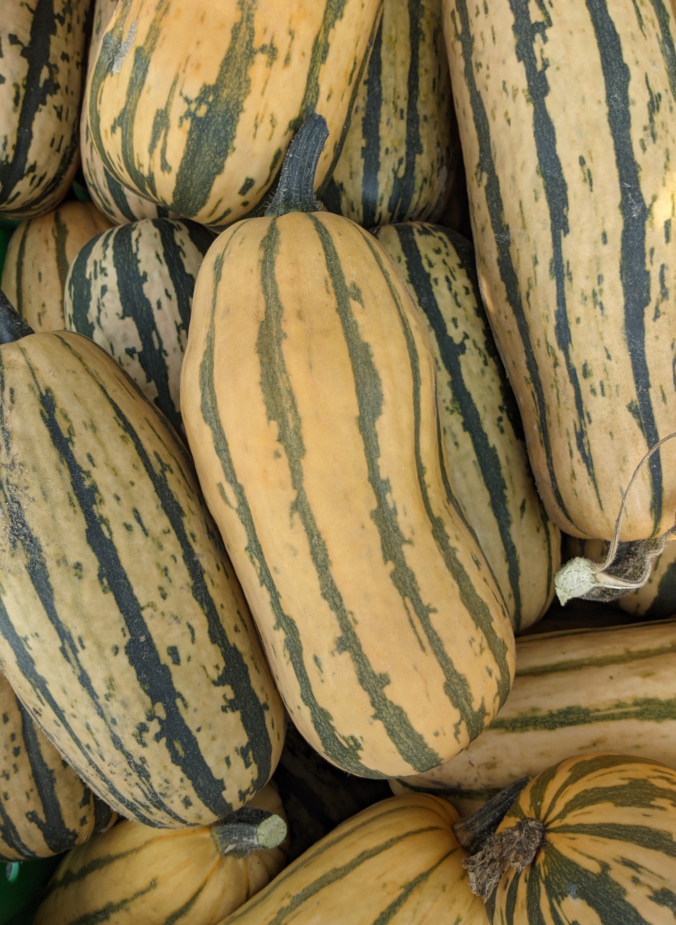 Honey Boat Extra Sweet Delicata - Organic