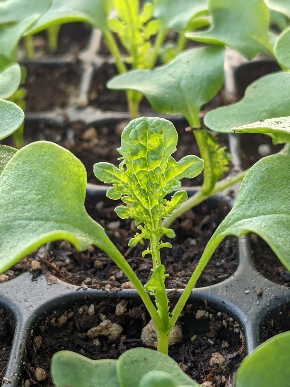 Golden Frill Spicy Heirloom Mustard Green - Organic