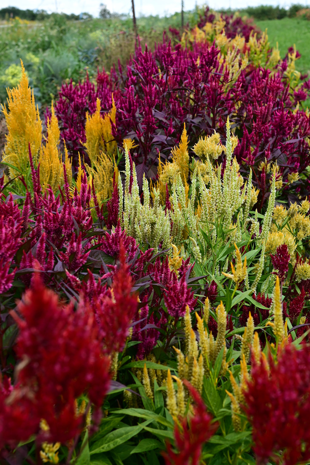 plant celosia seeds Pampas Plume Celosia Pastel Mix