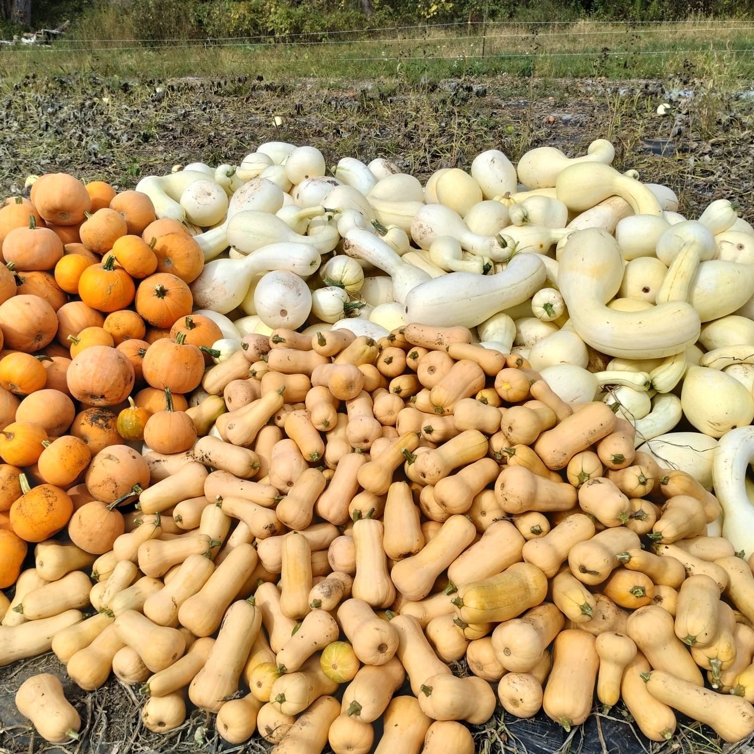 A giant pile of winter squash and pie pumpkins including a pile of waltham butternut at the front