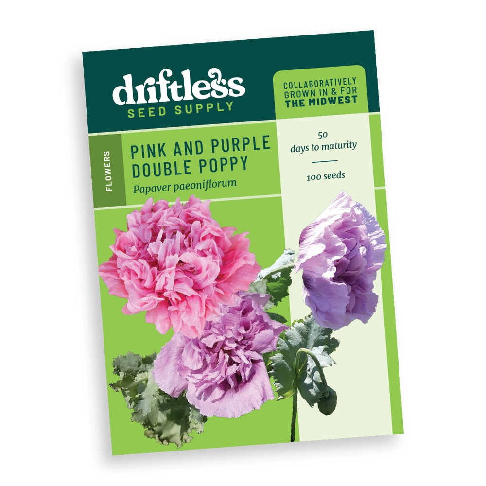 Pink and Purple Double Poppy