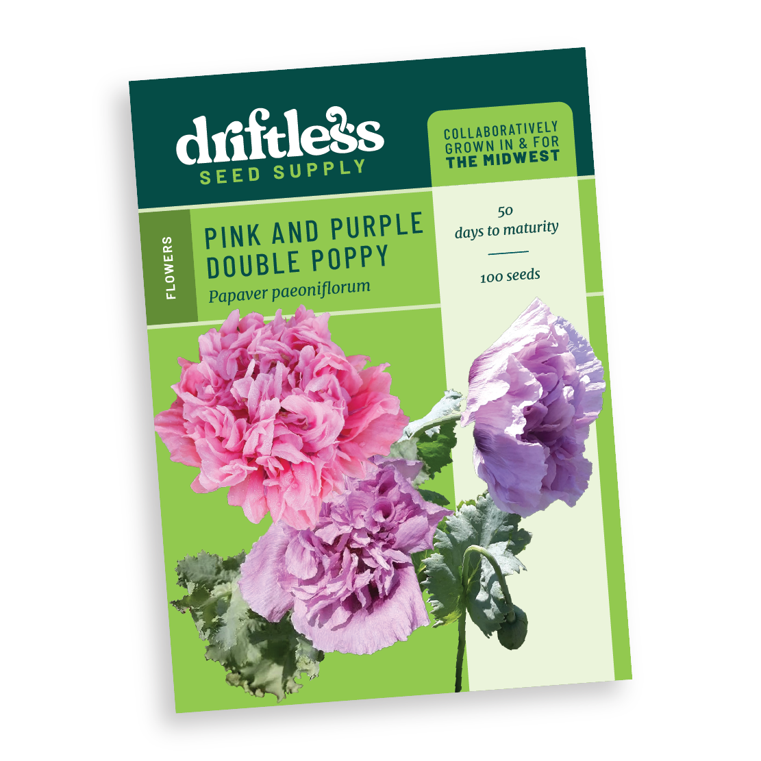 Pink and Purple Double Poppy