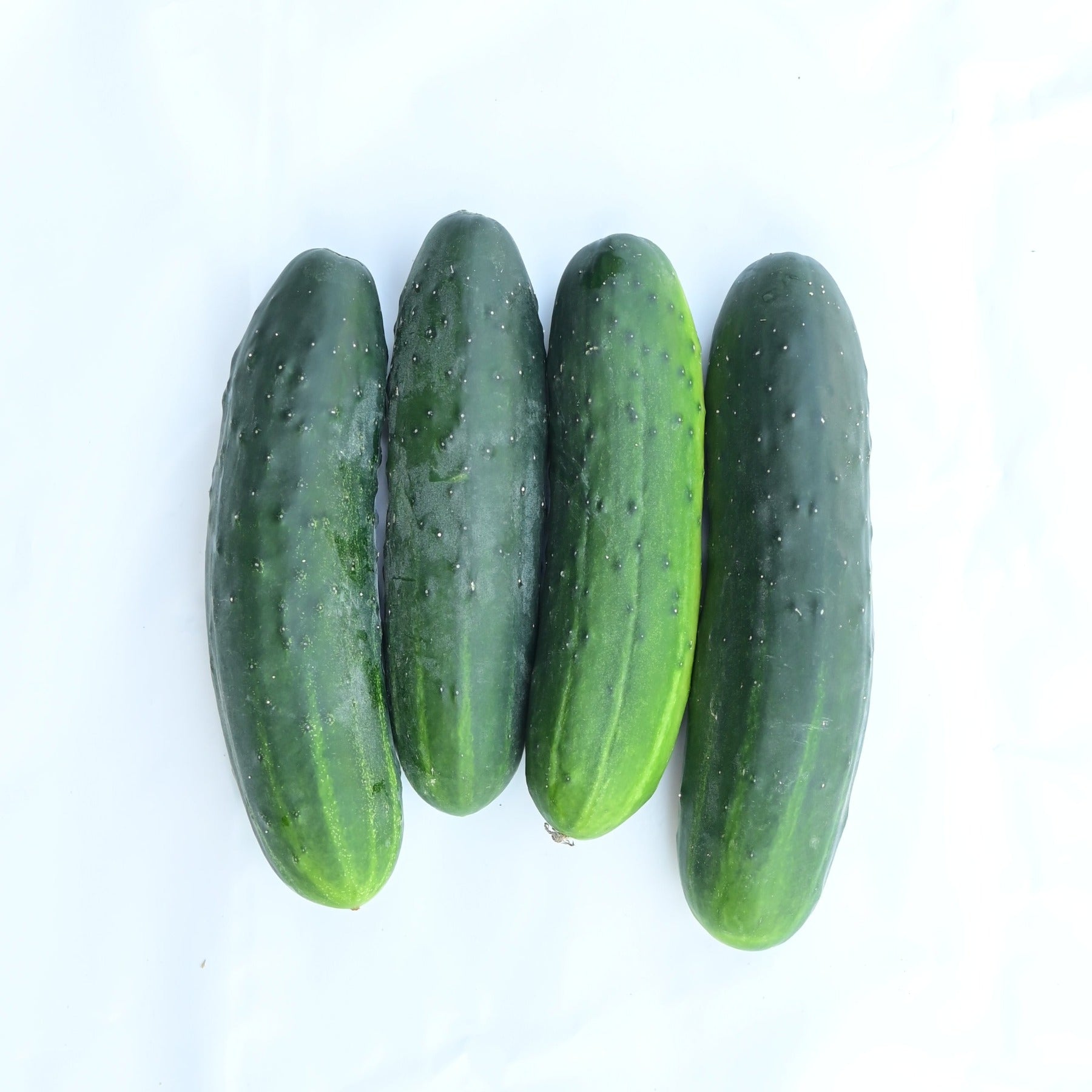 A group of four Poinsett 76 cucumbers against a white background