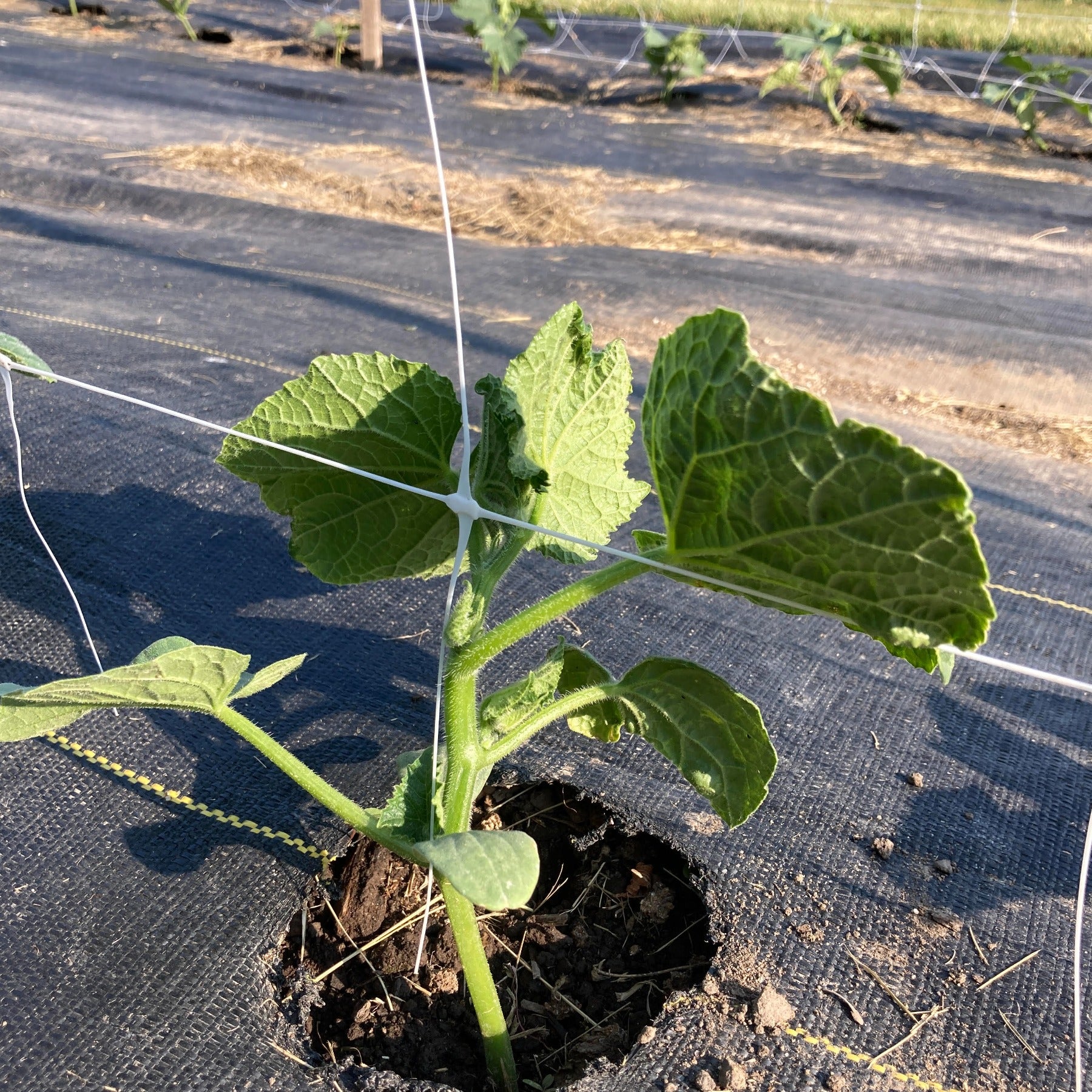 A Poinsette 76 Cucumber Plant at First trellising