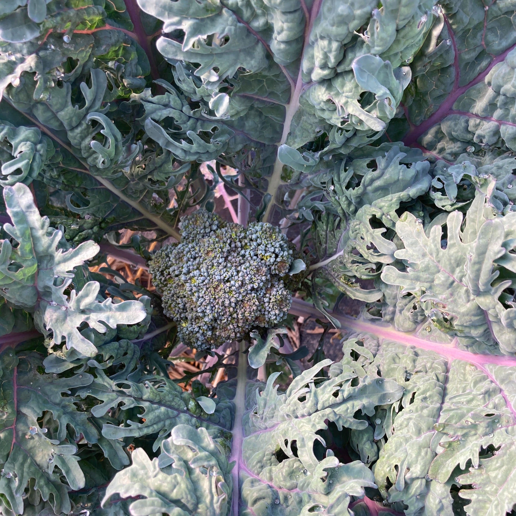 The central floret and rosette of leaves of purple peacock sprouting broccoli showing the leaf quality
