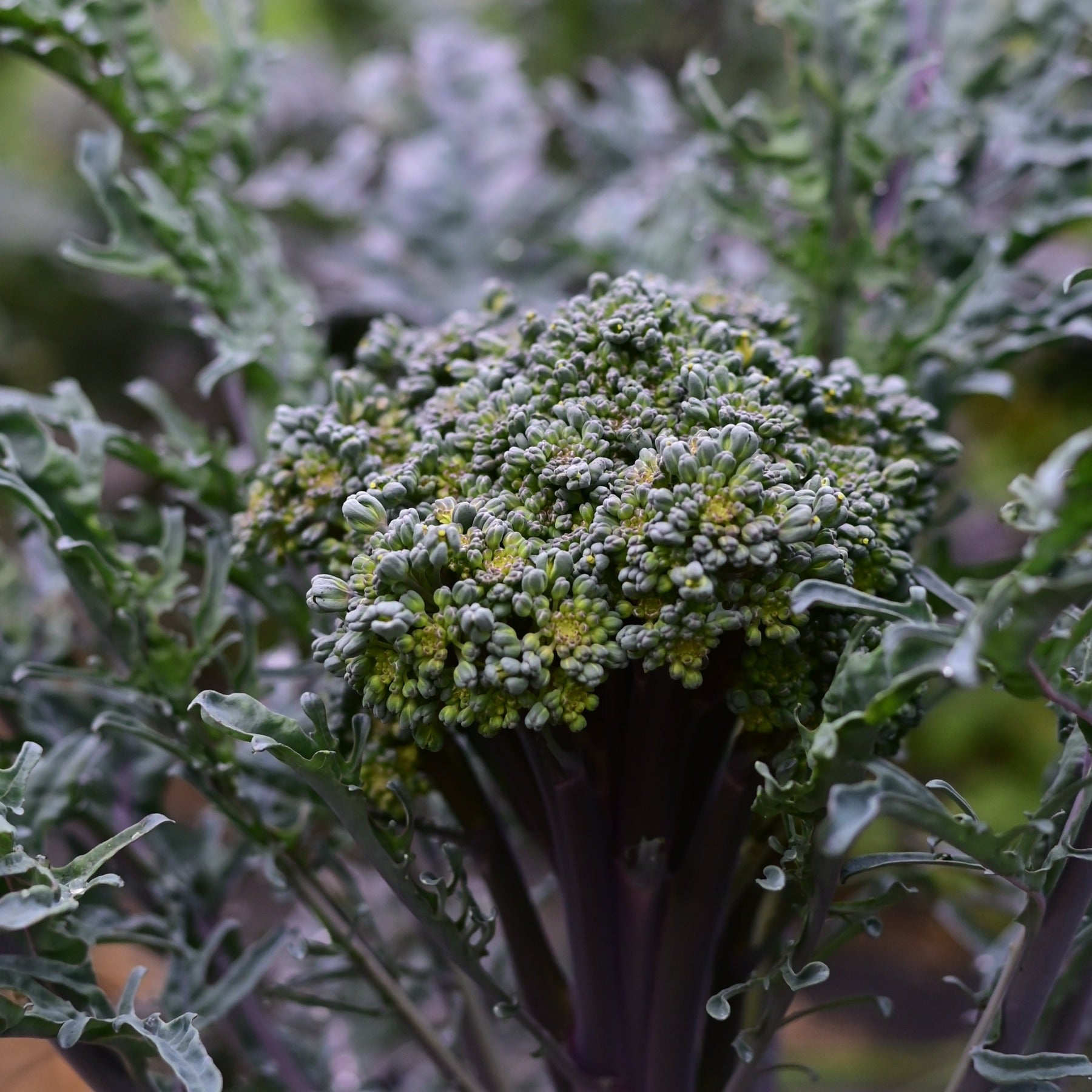 One of the side florets of purple peacock sprouting broccoli