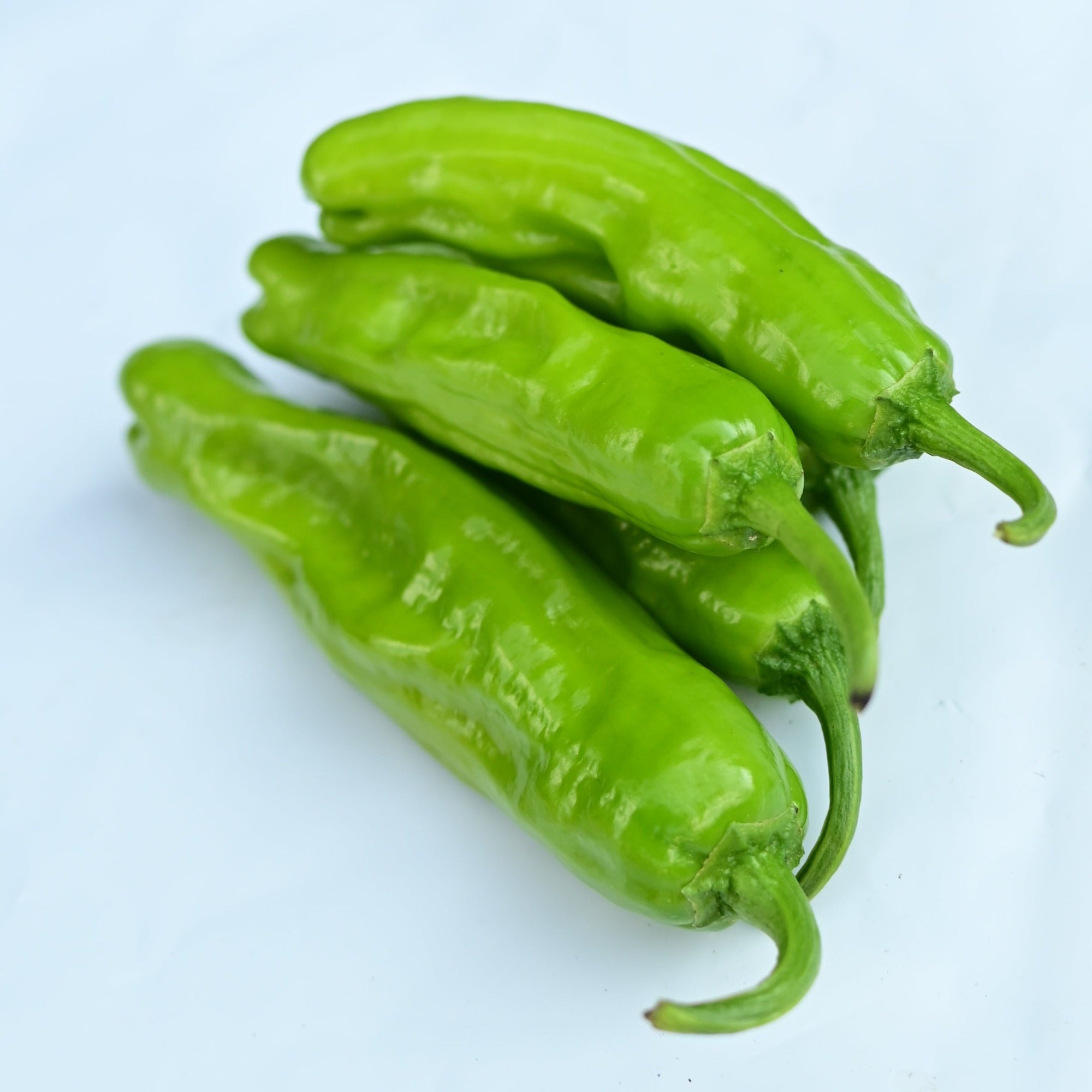 A group of resilient shishito frying peppers against a white background