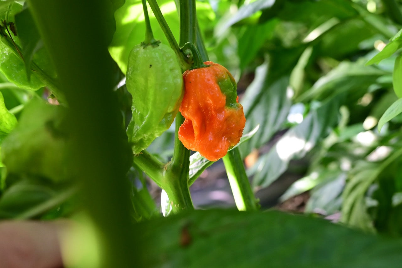 Ghost Pepper AKA Bhut Jolokia Superhot Pepper - Organic