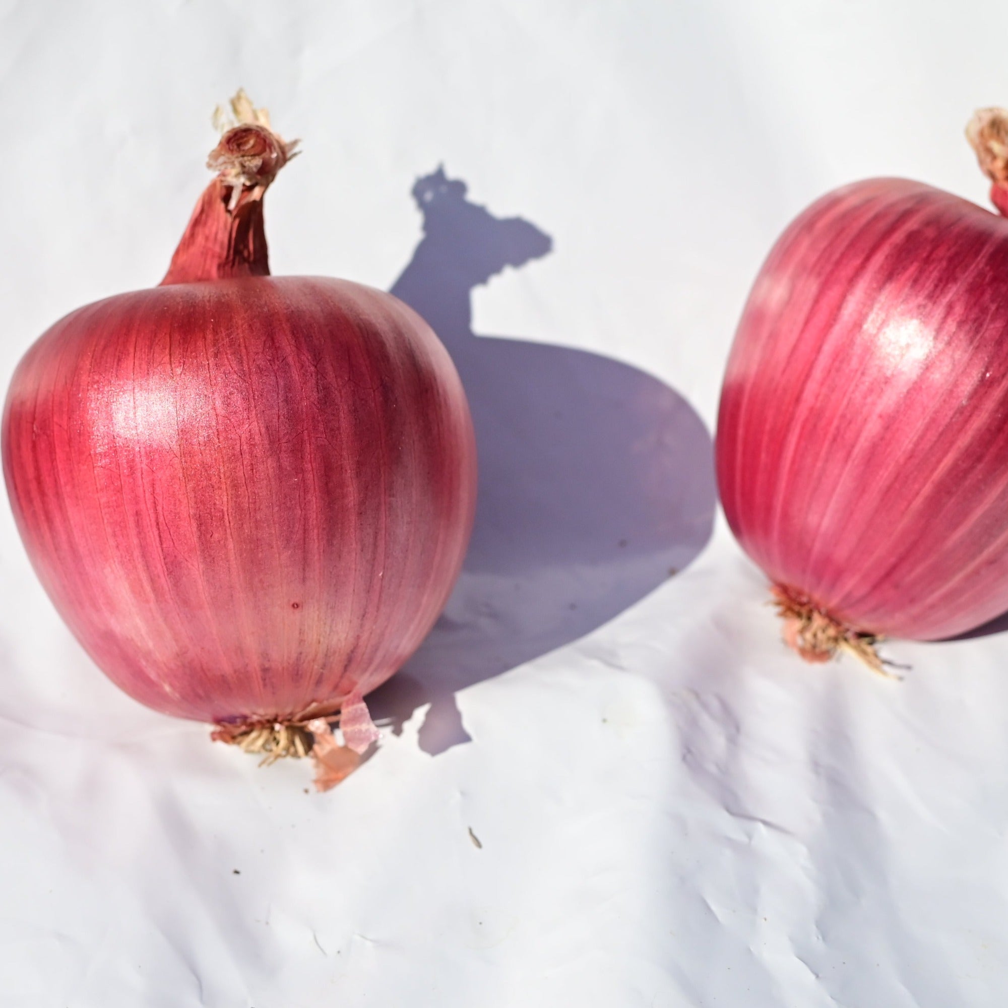 Two rossa di milano red onions against a white background