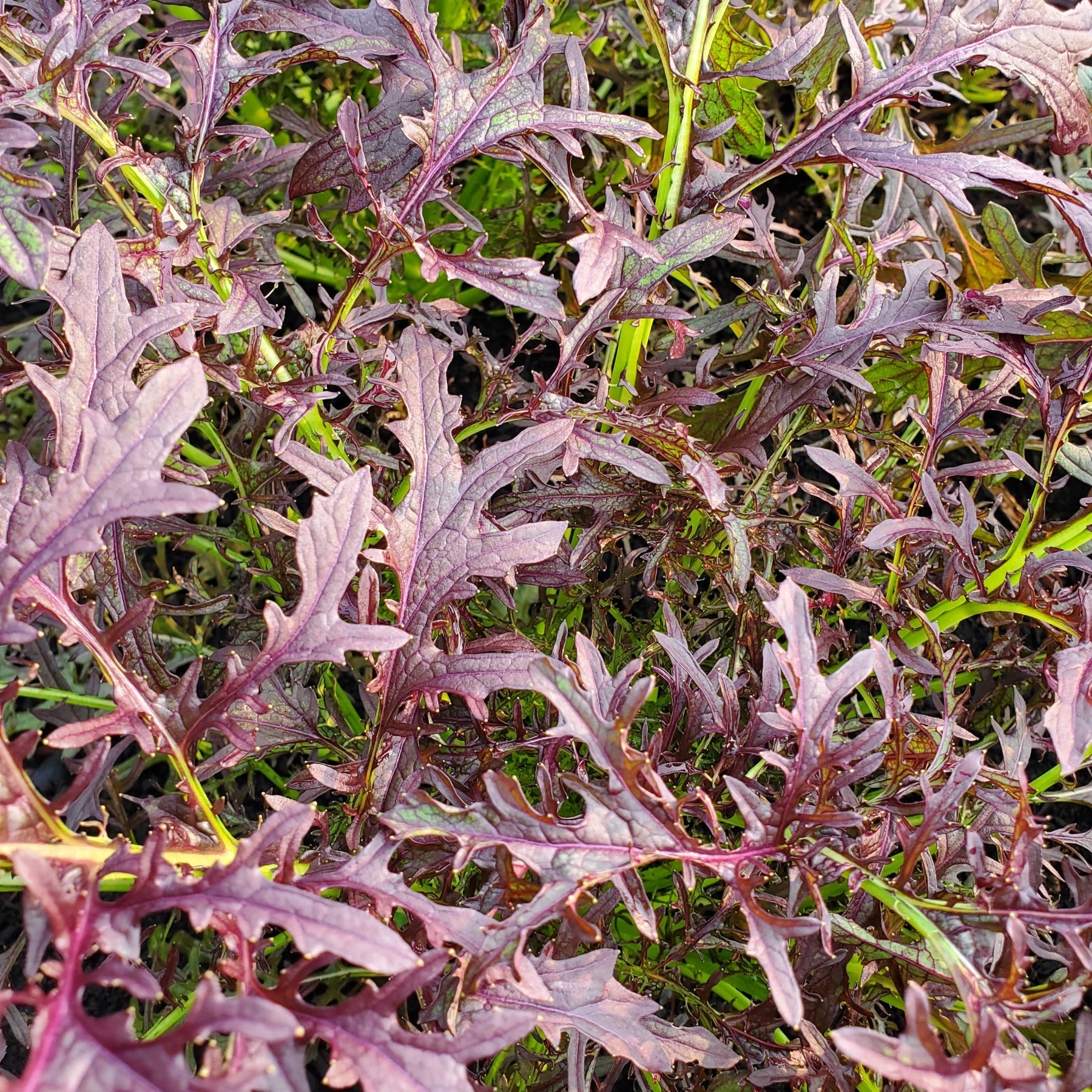 A picture of ruby streaks mustard greens in the garden showcasing the deep red and highly serrated leaves highlighted by green midribs