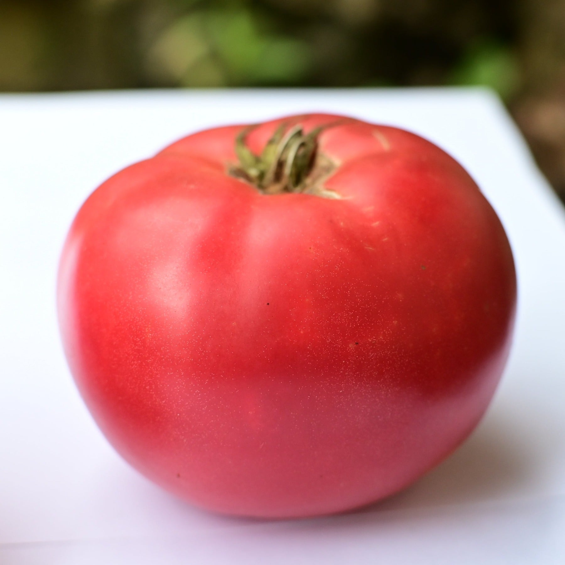 A Santa Rossa pink slicer tomato against a white background