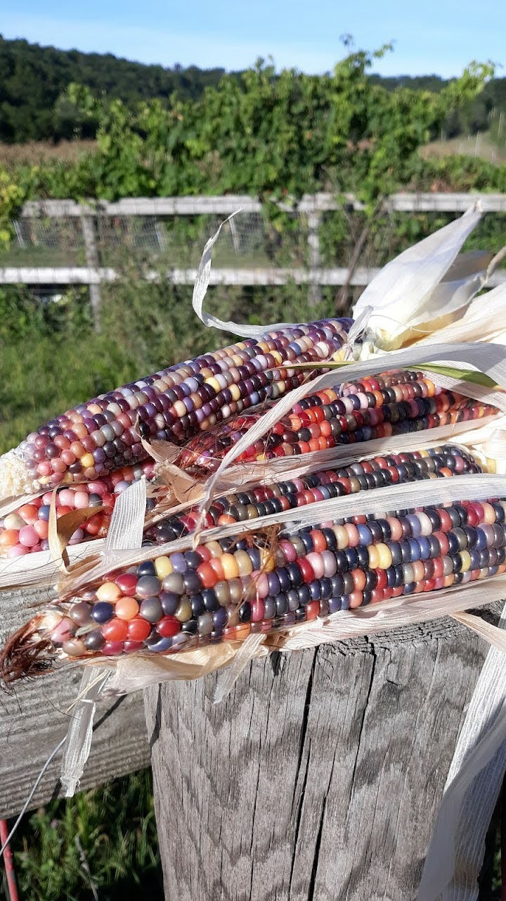 Glass Gem Heirloom Multicolor Corn - Organic
