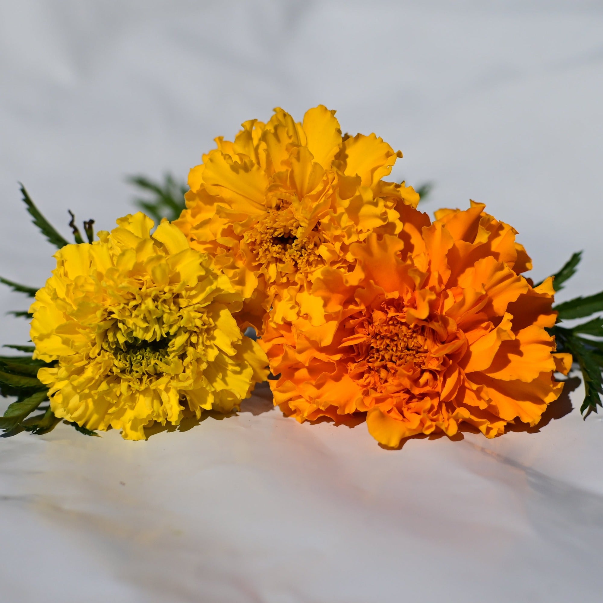 Three shades of gold marigold blooms showcasing colors from yellow to gold to deep orange against a white background