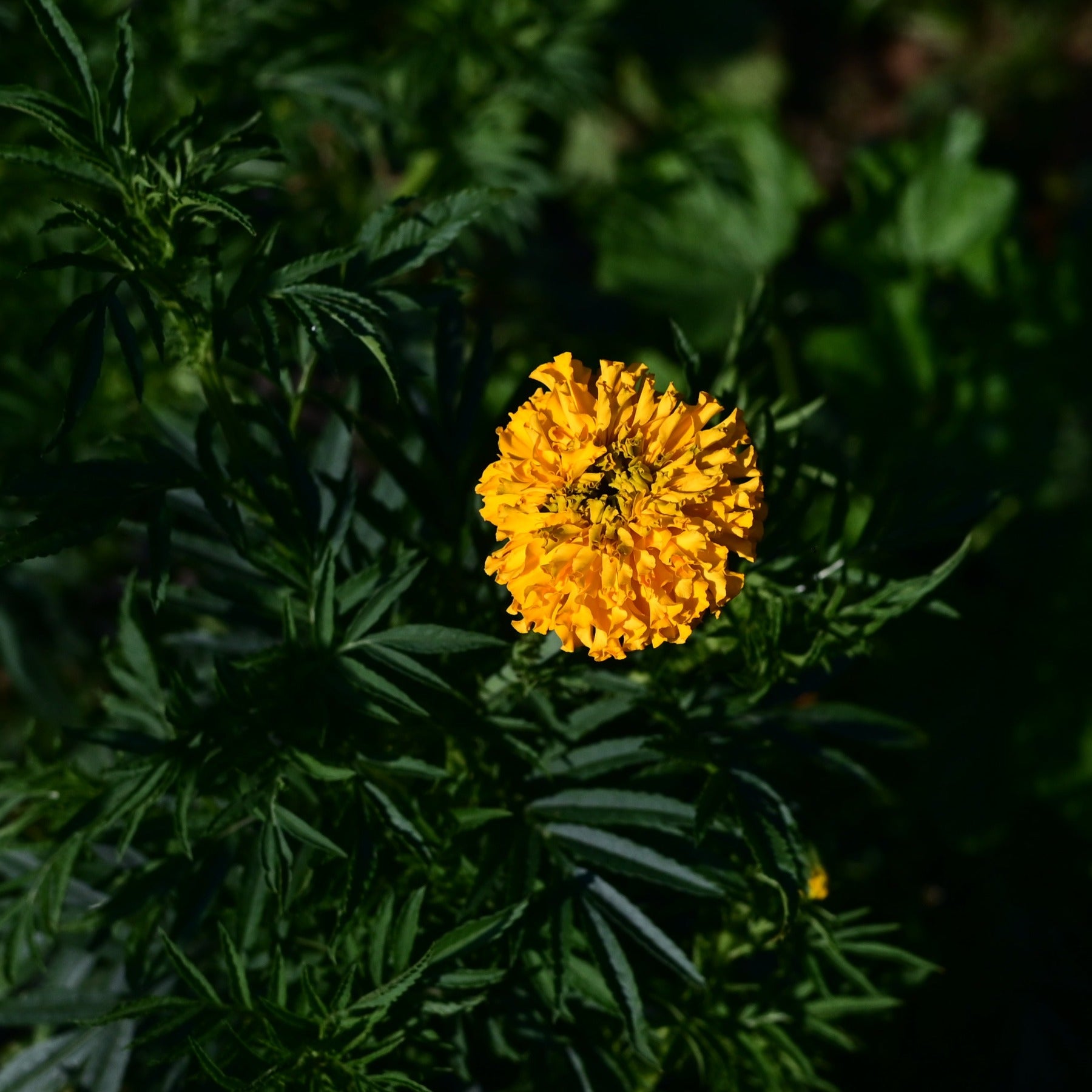 Shades of Gold Marigold plant with yellow bloom