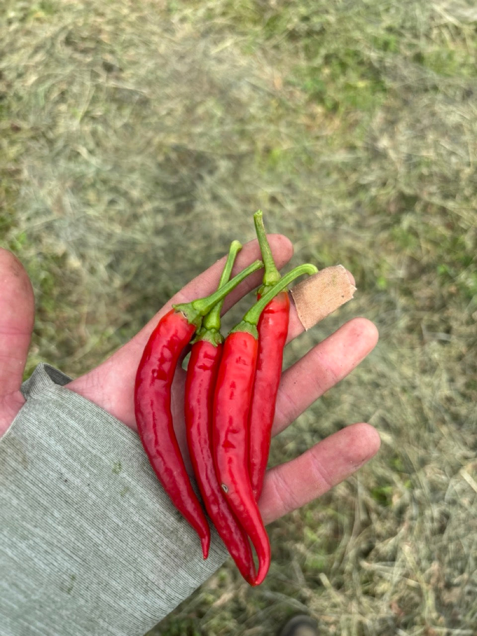 Sigaretta Ristra Calabrian Chile Heirloom Italian Hot Pepper - Organic