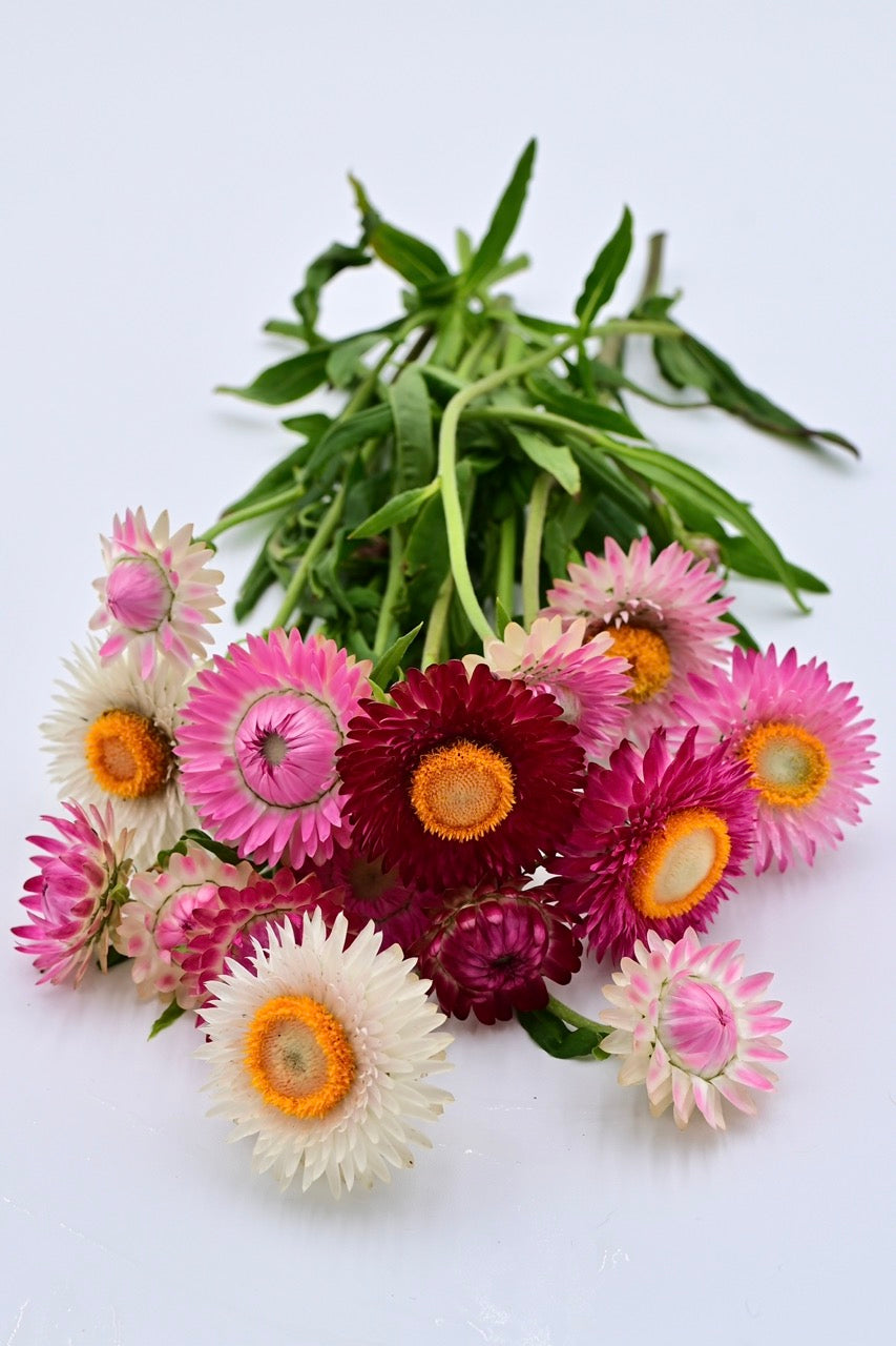 Bouquet of colorful strawflowers with green leaves on a light background