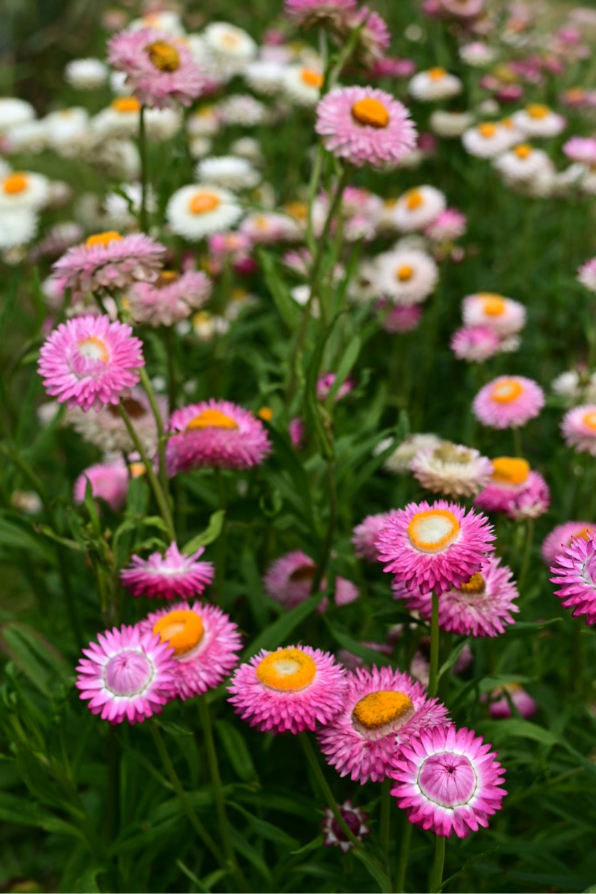 Pink and white strawflowers with yellow centers in a field