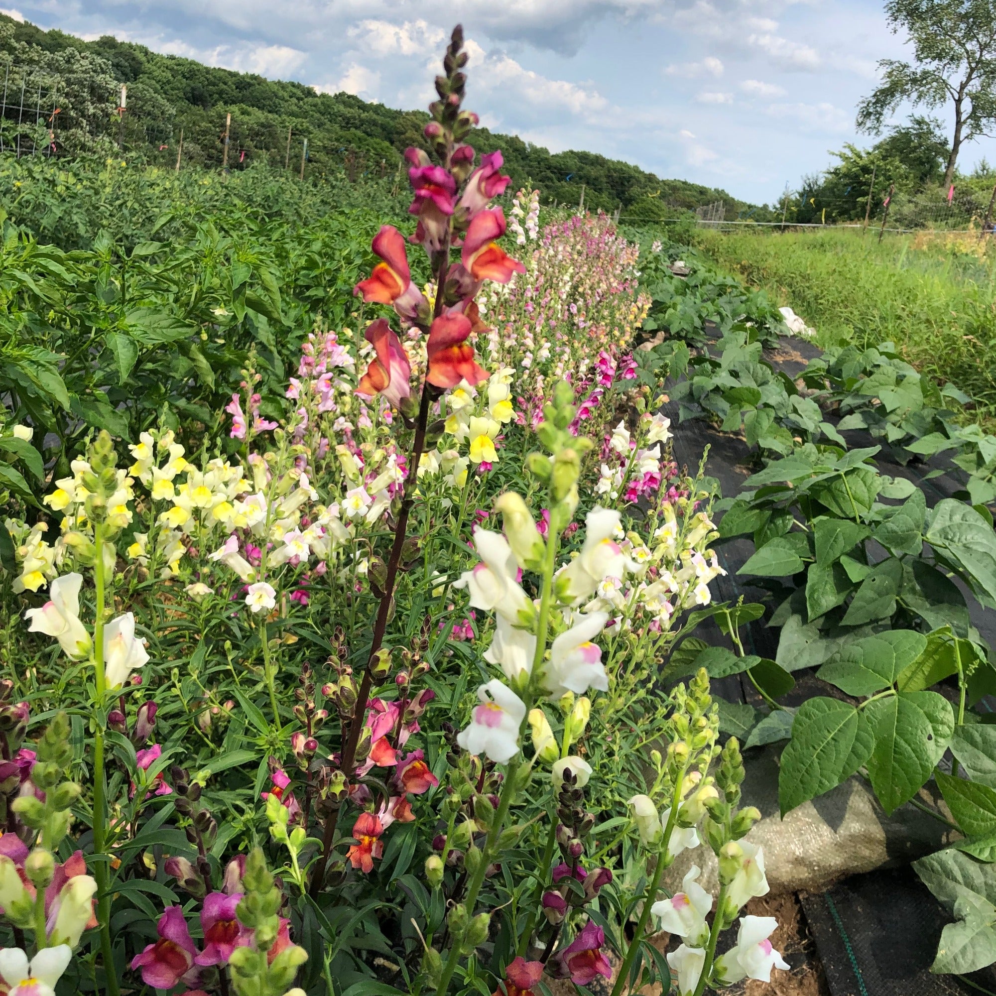 Tetra Snapdragon mix bed with many blooms in a garden