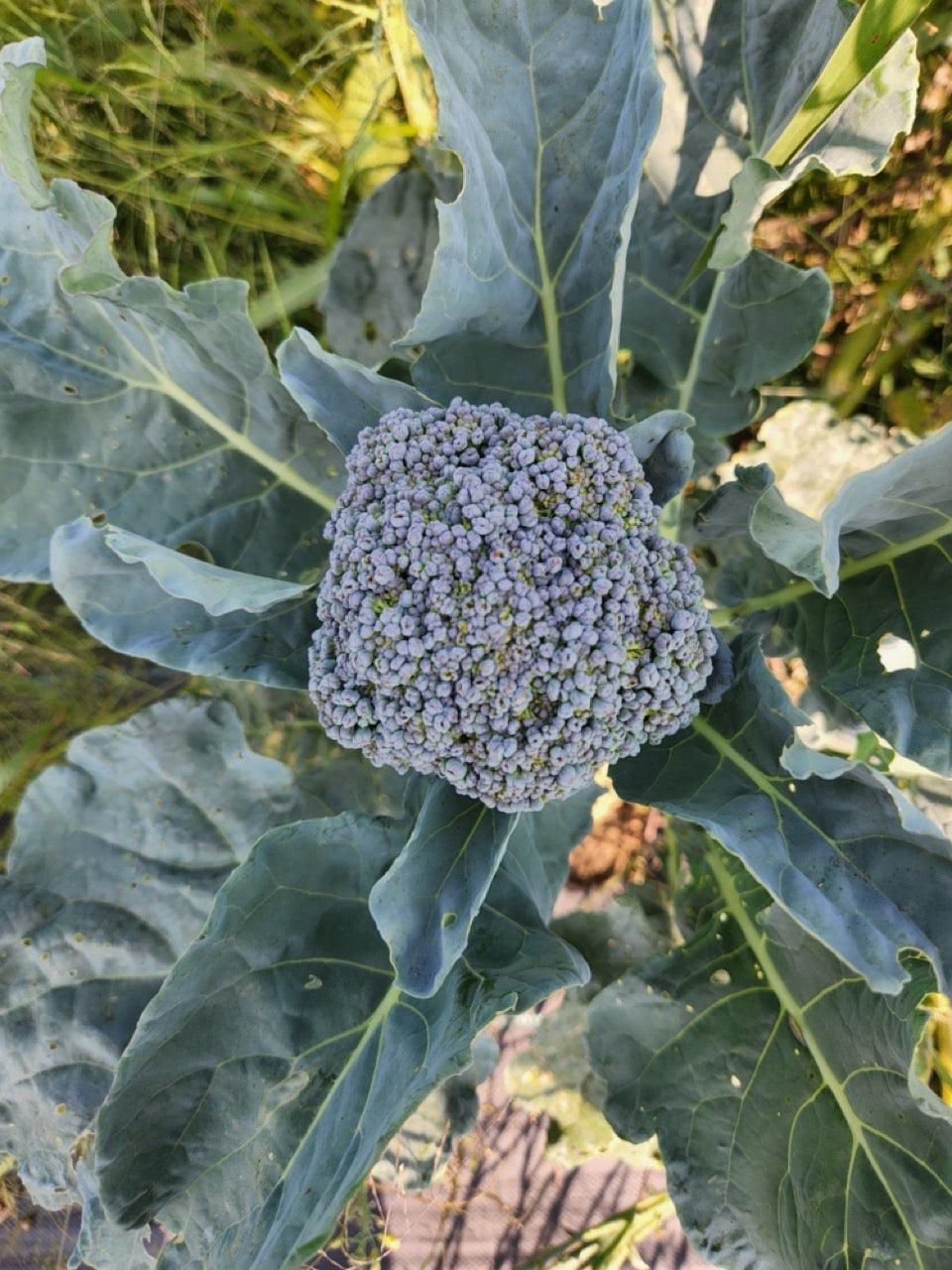 Solstice Open Pollinated Broccoli - Organic