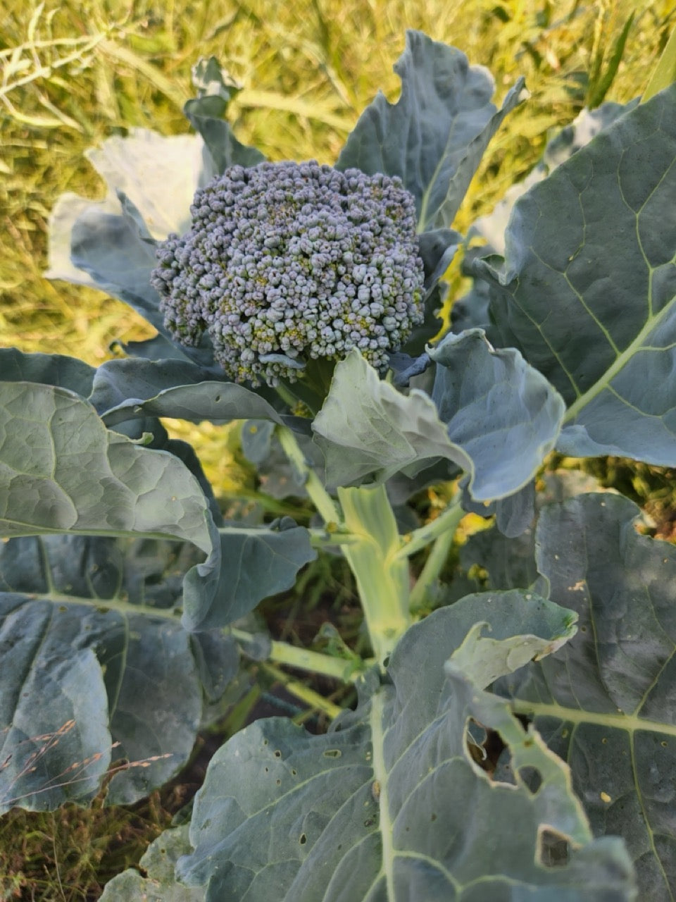 Solstice Open Pollinated Broccoli - Organic