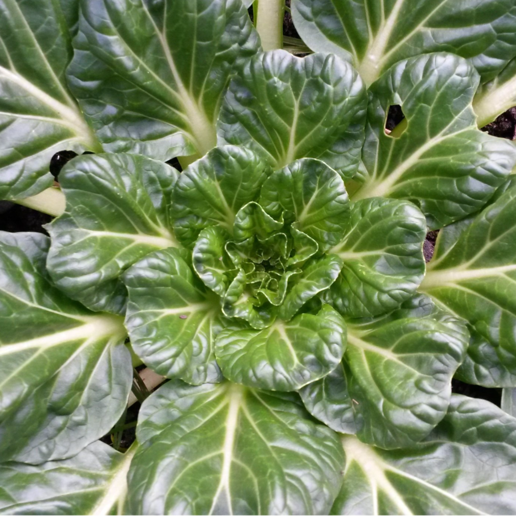 A tatsoi rosette highlighting the dark green leaves and white midribs