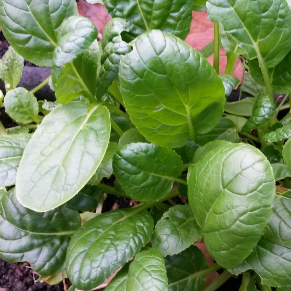 Tatsoi seeded densely for baby leaf production