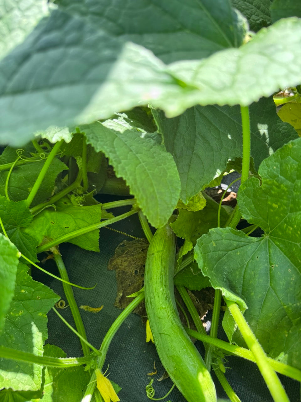 Telegraph Improved English Cucumber - Organic