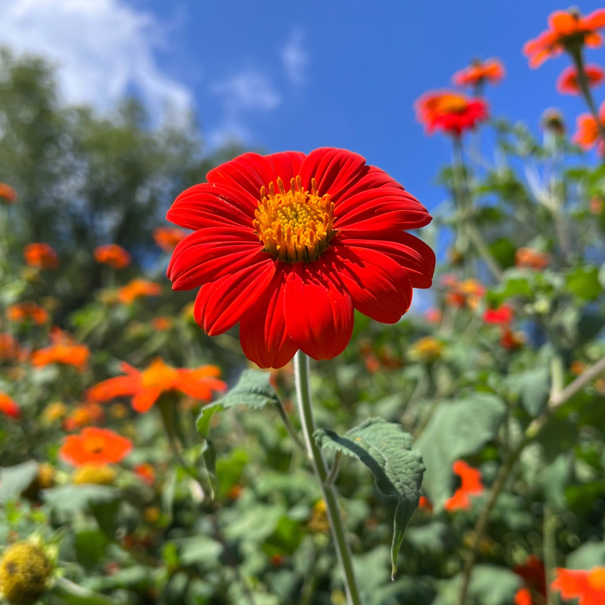 A tithonia mexican torch red sunflower bloom framed against the sky with more blooms and plants in the background