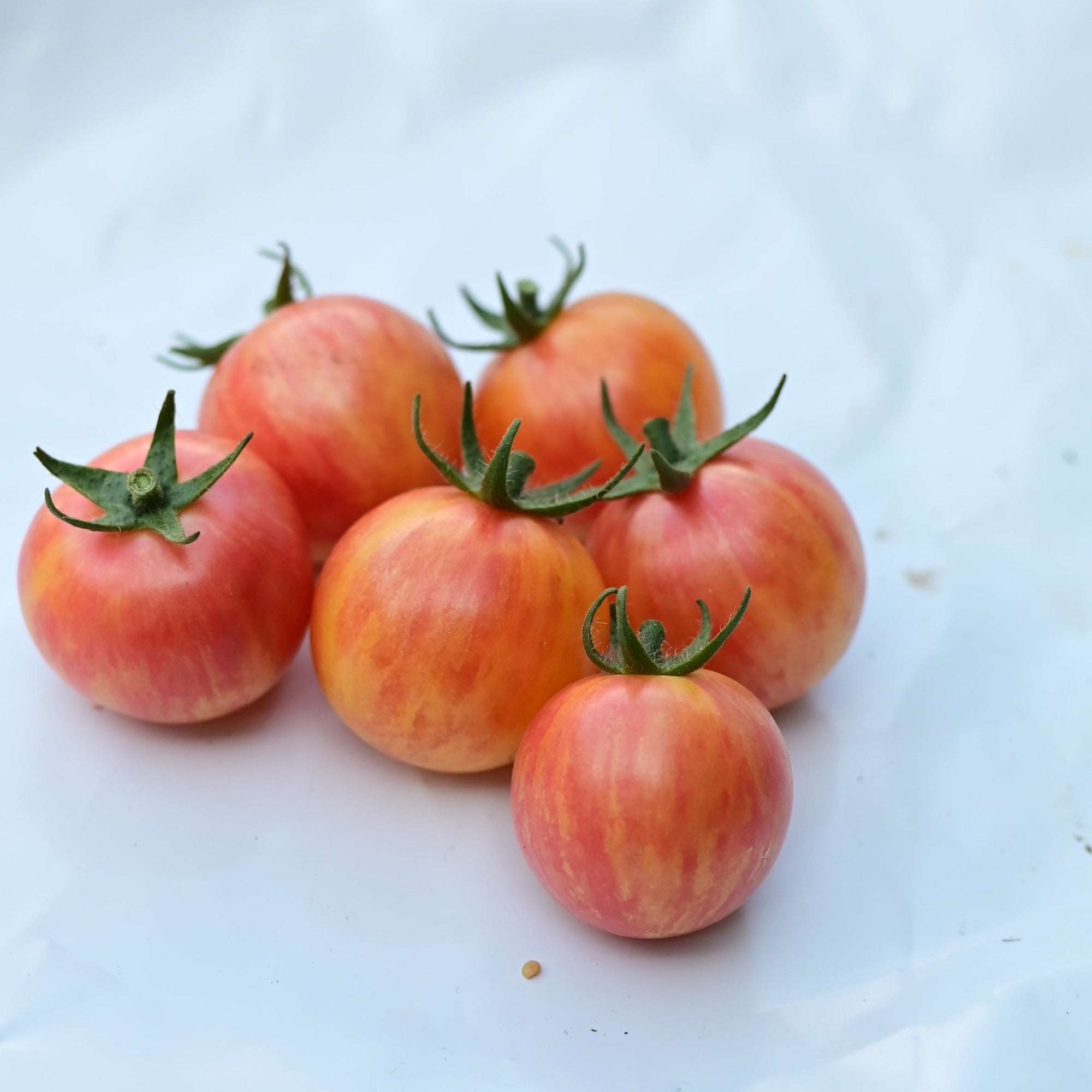 Group of multicolor tropical sunset cherry tomatoes