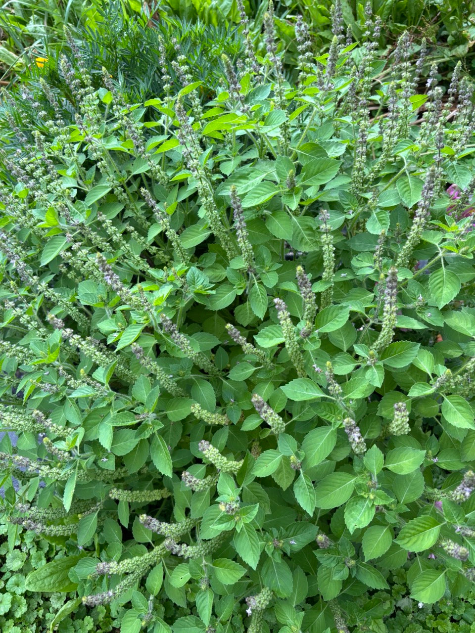 Tulsi Holy Basil