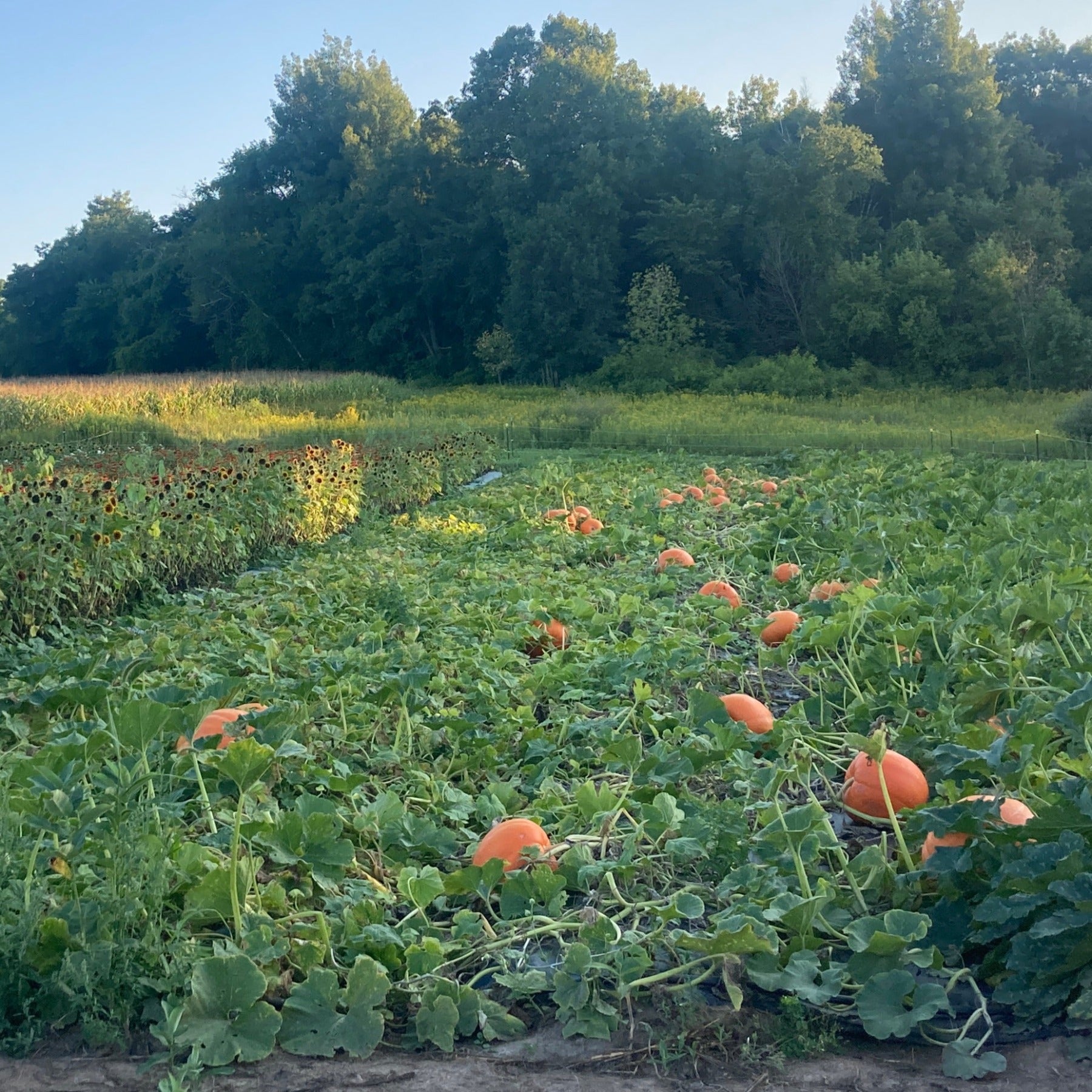 WC Giant Pumpkins in a field with sunflowers and zucchini and cucumbers