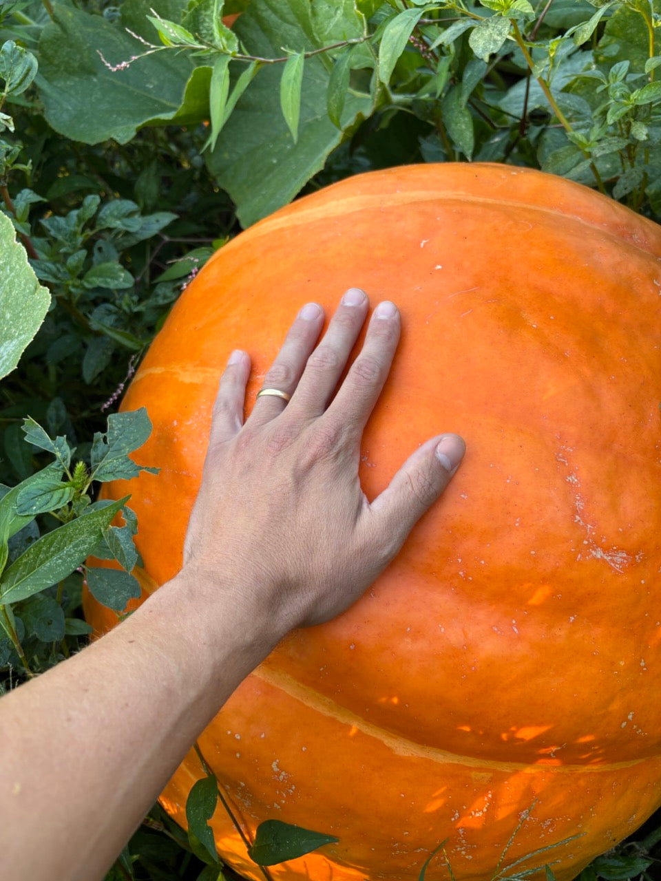 WC Giant Pumpkin - Organic