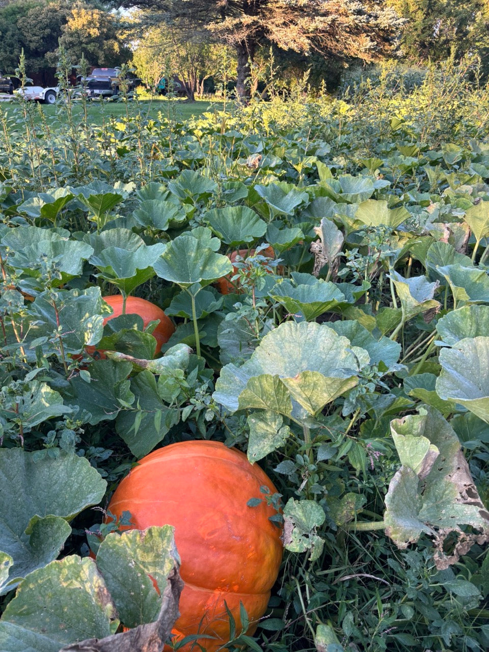 WC Giant Pumpkin - Organic