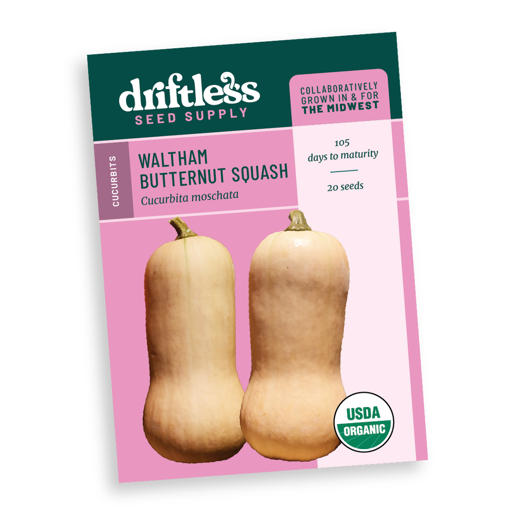 butternut squash plant seeds Waltham Butternut Heirloom Winter Squash