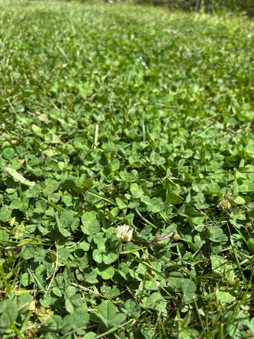 White Dutch Clover Organic Perennial Cover Crop
